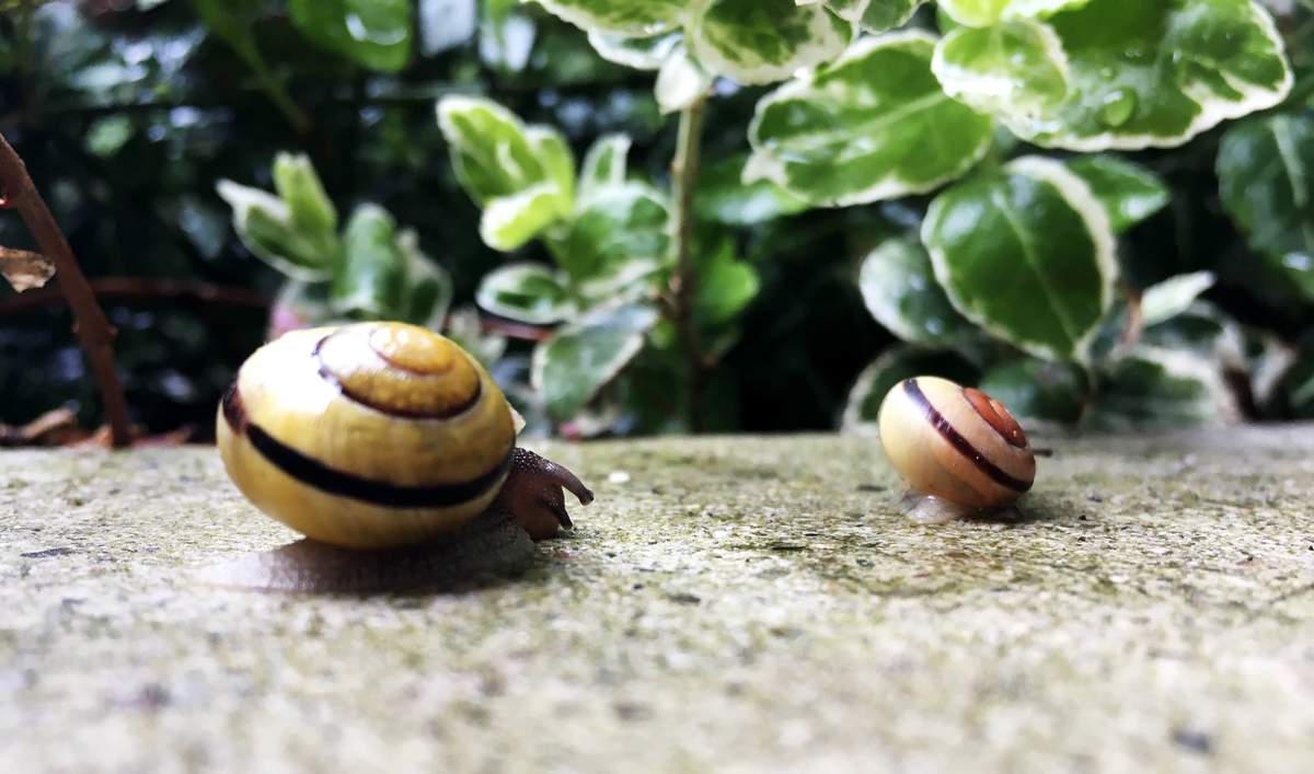 schnecken