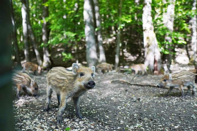 wildschwein fotofalle